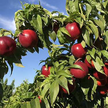 Clariss Nectarine Variety
