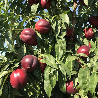 Gardeta Nectarine Variety