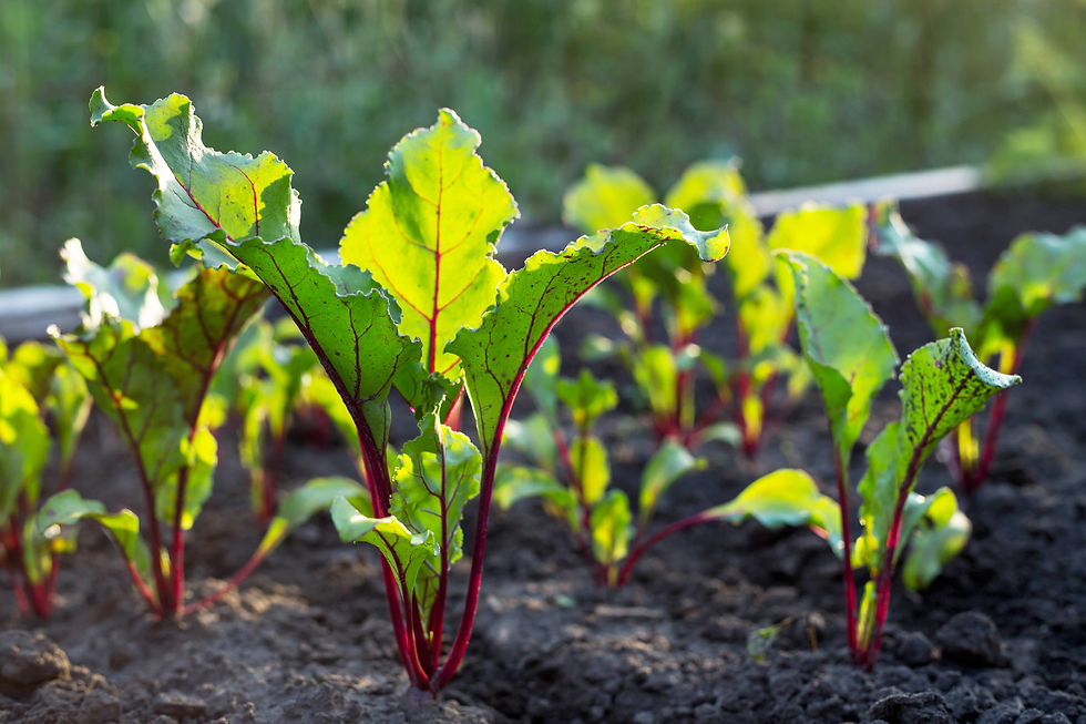 Lush green spinach field. SAS Agro Kimya Foliar Fertilizer