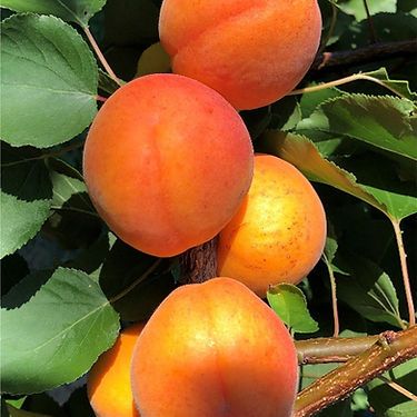 LAR2137-64 Apricot Variety