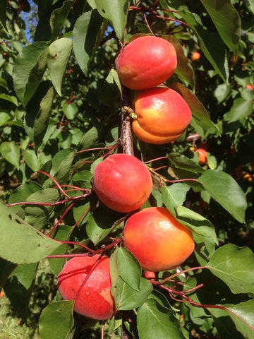 MADRIGAL (LAR2124-229) Apricot Variety