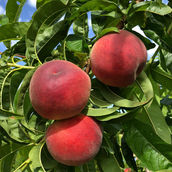 Marmara Peach Variety