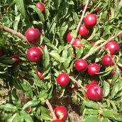 Atanais Nectarine Variety