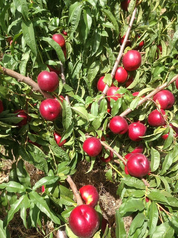 Atanais Nectarine Variety