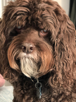 Toby portrait-Chris Stanze bio.jpeg
