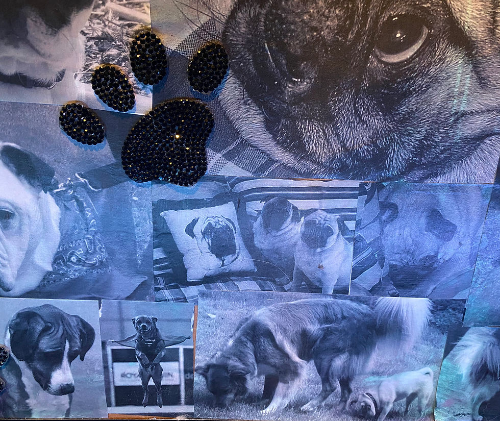 Collage of family pet photographs featuring dogs and cats from different years, with a black paw print decoration placed over the images.