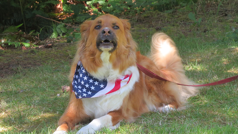 Golden retriever wearing an American flag bandana lying on green grass in a shaded park, looking toward the camera.