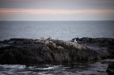 sea gulls perch on rocks on the edge of Maine beach line
