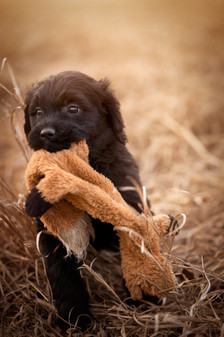 black golden doodle puppy carries toy fox in dry grass field