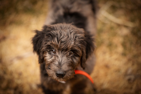 Merle golden doodle puppy in orange collar in a backyard in Omaha, ne