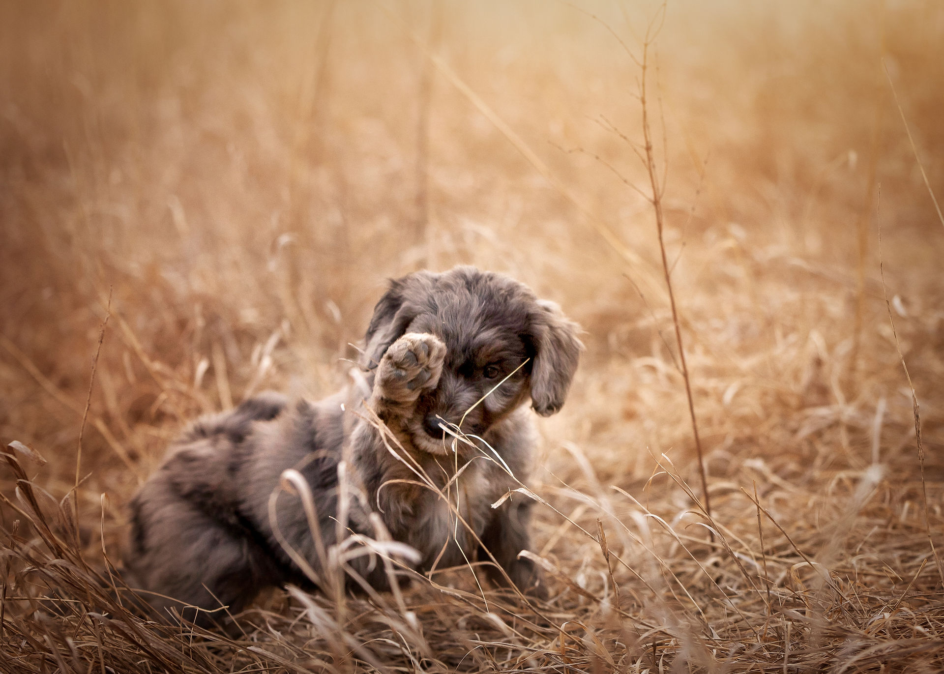 merle golden doodle puppy runs through dry grass field at sunset in Fort Calhoun, ne