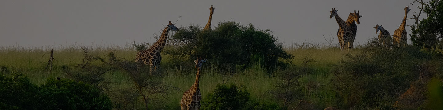 African giraffes walking around, South African Wild Life. WWF, Nature reserve, Wild life foundations. Animals in the wild.