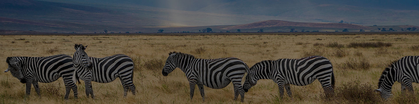 African zebra's walking around, South African Wild Life. WWF, Nature reserve, Wild life foundations. Animals in the wild.