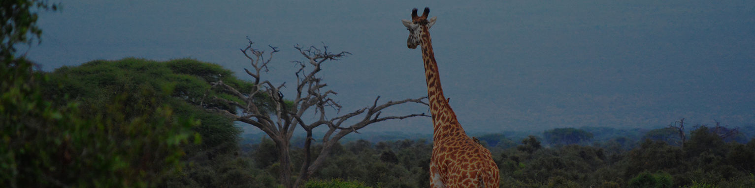 African giraffe walking around, South African Wild Life. WWF, Nature reserve, Wild life foundations. Animals in the wild.
