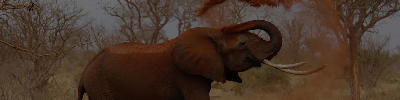 African elephants walking around, South African Wild Life. WWF, Nature reserve, Wild life foundations. Animals in the wild.