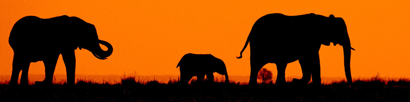 African elephants walking around, South African Wild Life. WWF, Nature reserve, Wild life foundations. Animals in the wild.