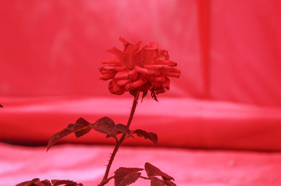 Rosa Mexicana