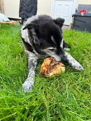 Molly's 11 year journey to freedom