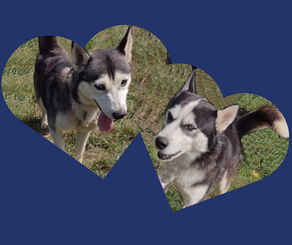 10 reasons your dog makes the paw-fect Valentine’s date