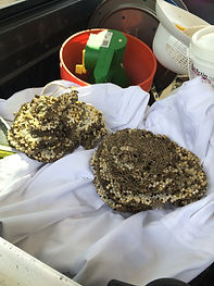 YellowJacket Nest.JPG