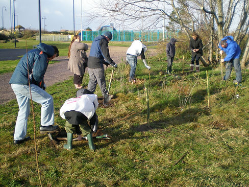 Planting of native sapling trees.JPG