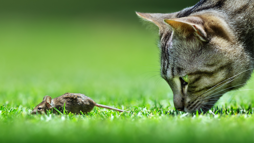Cat intently watching a mouse on lush green grass. The cat's fur is striped, and the scene conveys tension and curiosity under a bright sky.