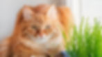 A fluffy ginger cat sitting next to a container of cat grass.