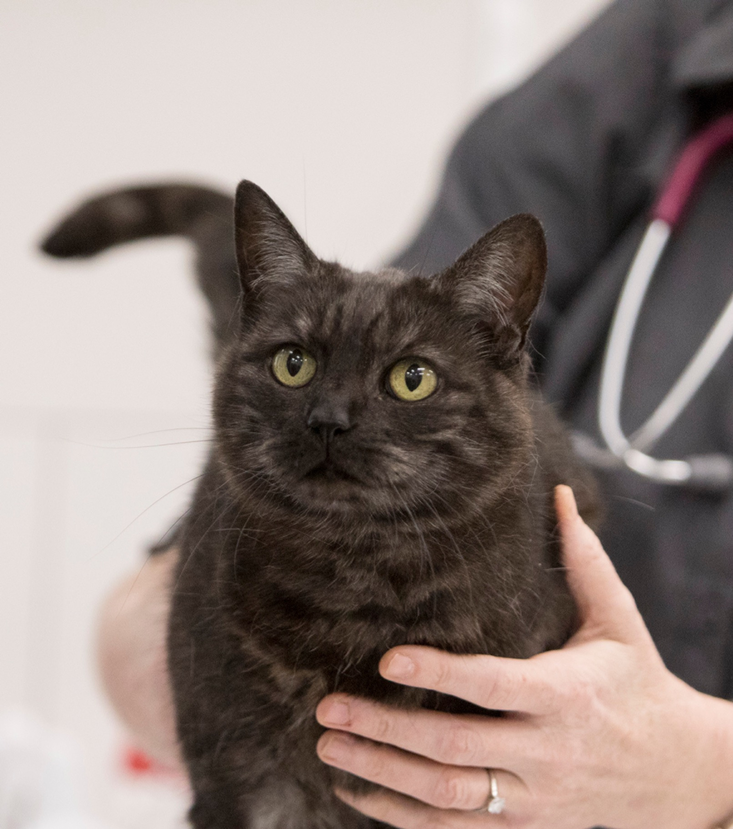 Melbourne Cat Vets Fitzroy