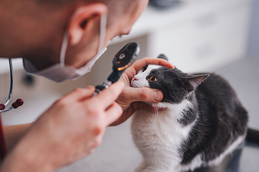 A black and white cat underegoing an eye examination by a veterinarian