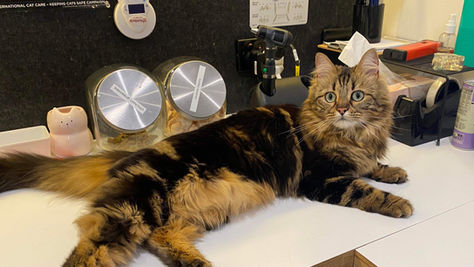 Making Vet Visits a Breeze for Your Feline Friend