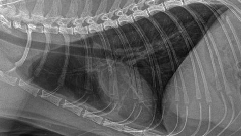 Cat chest X-ray