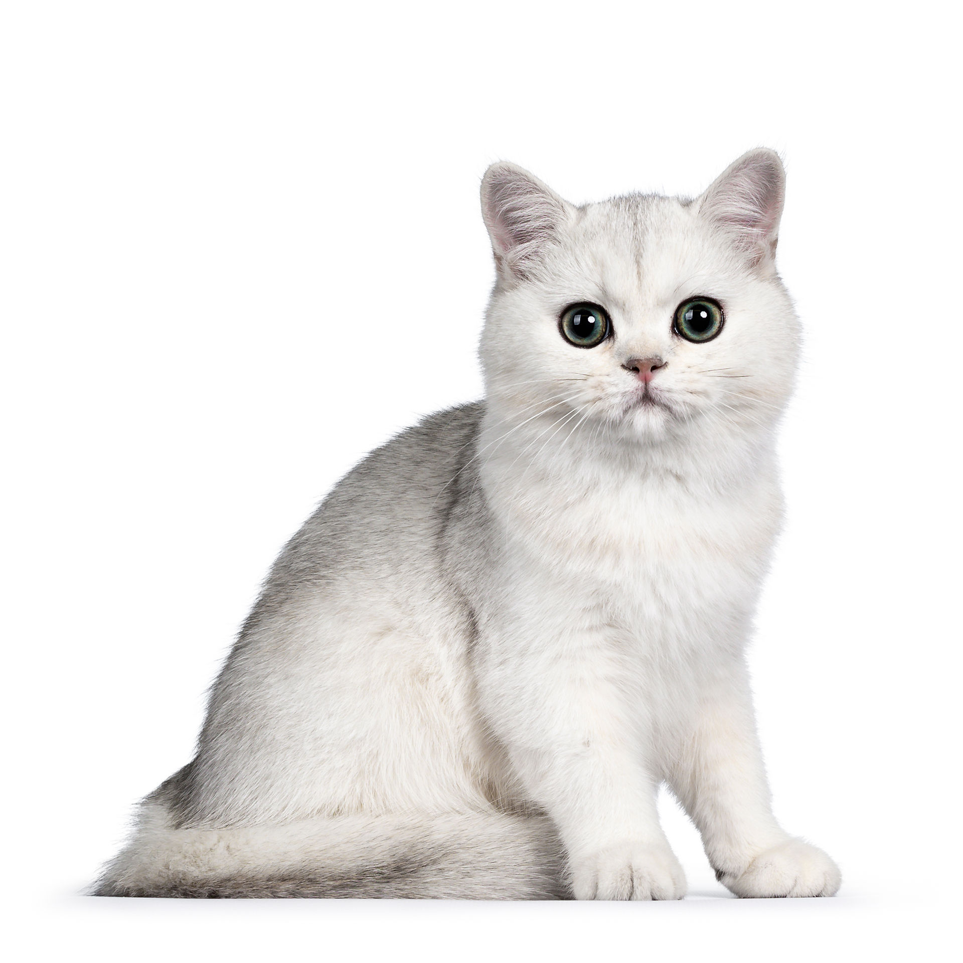 A silver shaded cat