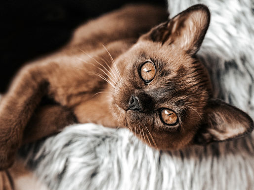 Common Health Concerns for Adolescent Cats: What Every Owner Should Know
