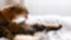 A long haired cat grooming itself