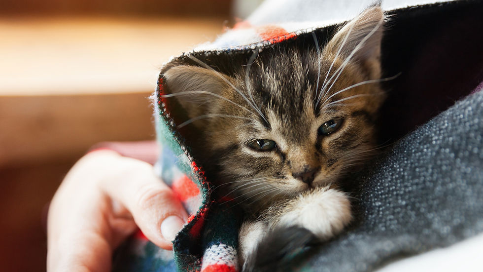 Kitten snuggled in a colorful, plaid blanket held by a person's hand, with a cozy, relaxed expression. Warm, soft lighting background.