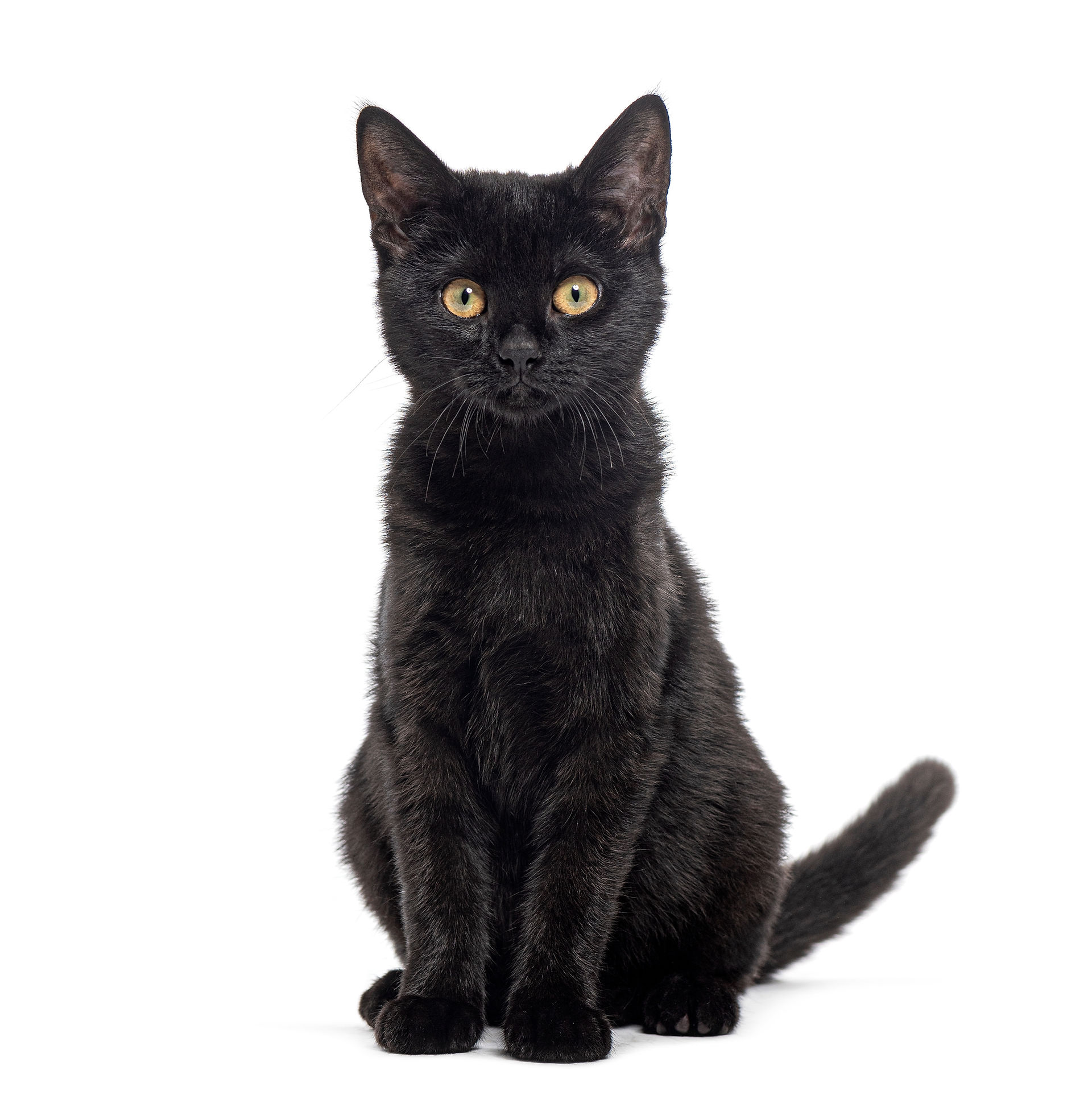 A black cat