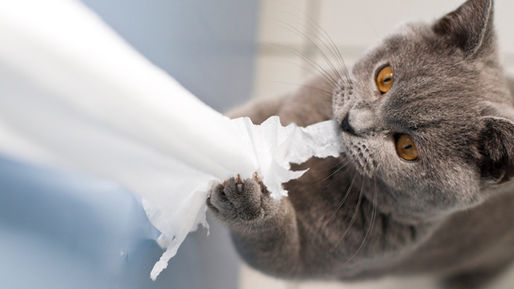 Understanding and Guiding Your Cat’s Behaviour: A Compassionate Approach to Discipline