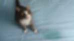 A tabby and white cat on a bed next to a urine stain