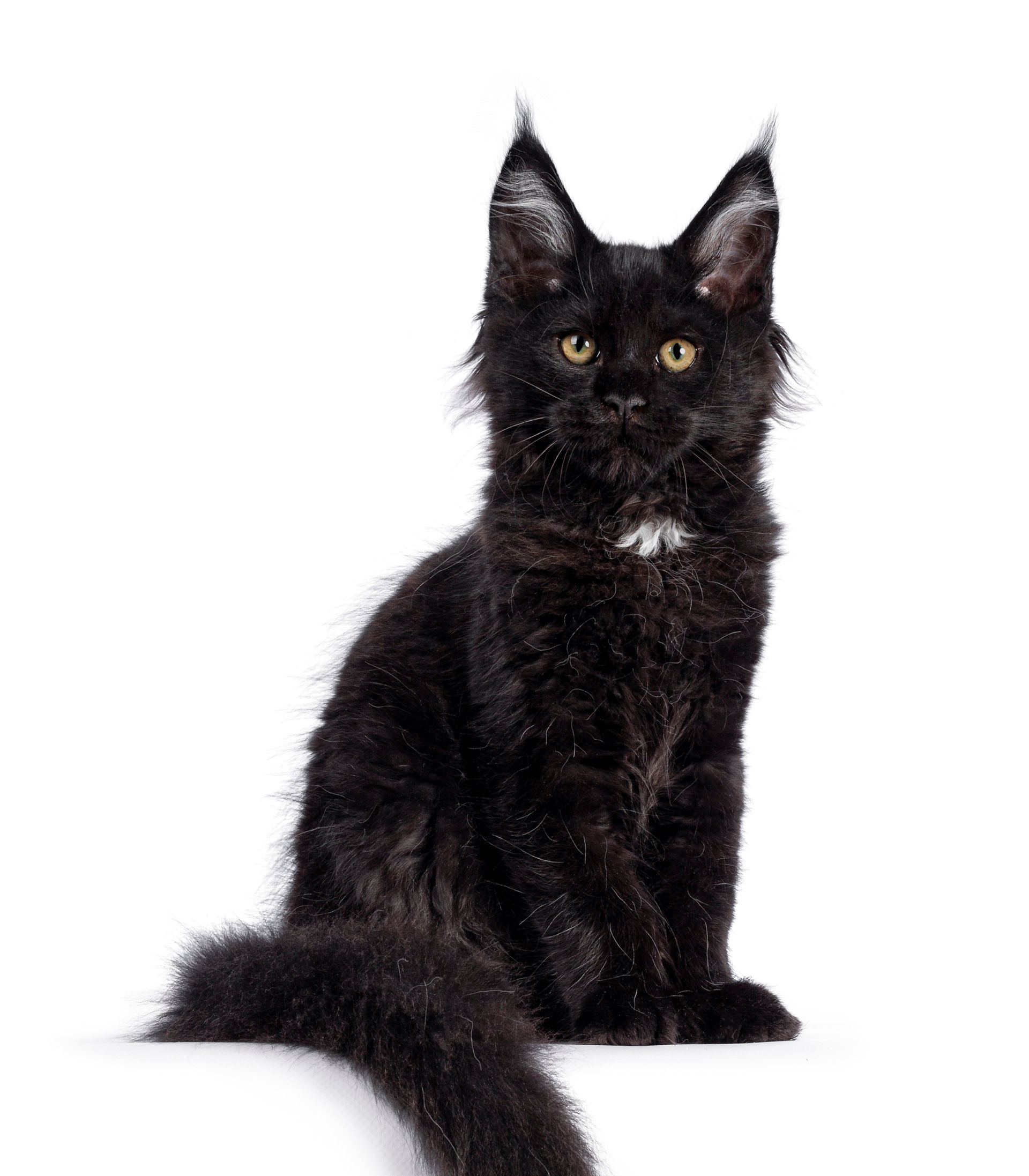 A black cat with a white spot