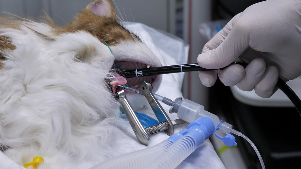 Feline Inflammatory Bowel Disease (IBD) vs. Low-Grade Intestinal ... - Feline Intestinal Disease Diagnostic Testing
