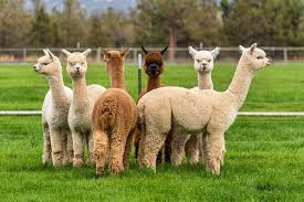 Alpaca Yoga in Morgarten – A Unique Outdoor Experience Surrounded by Nature