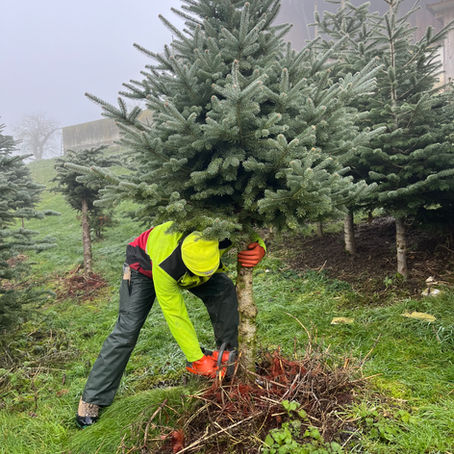 Christmas Tree Shopping in The Valley