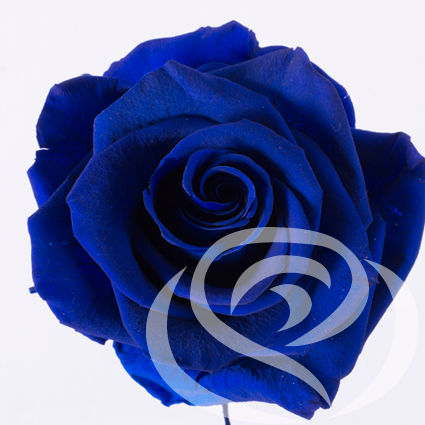 Preserved Ultramar Rose.