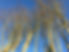 trees.jpg