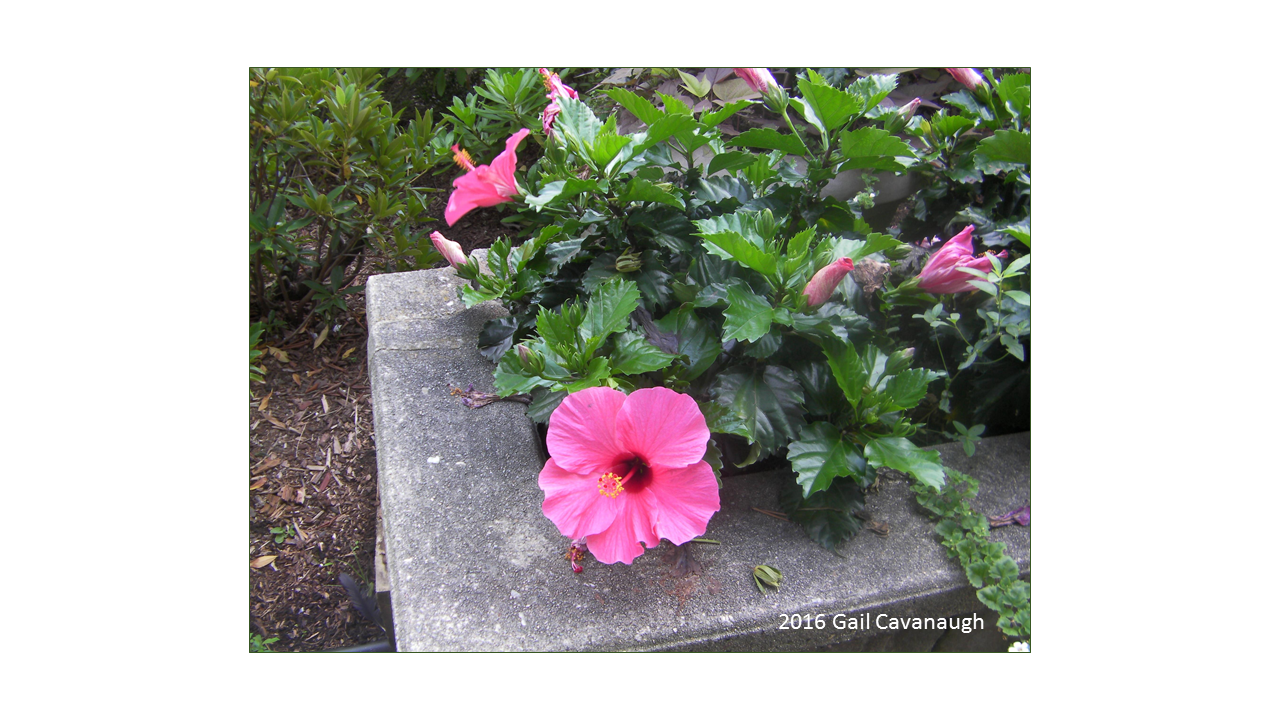 Stone Flowerbox Puzzle