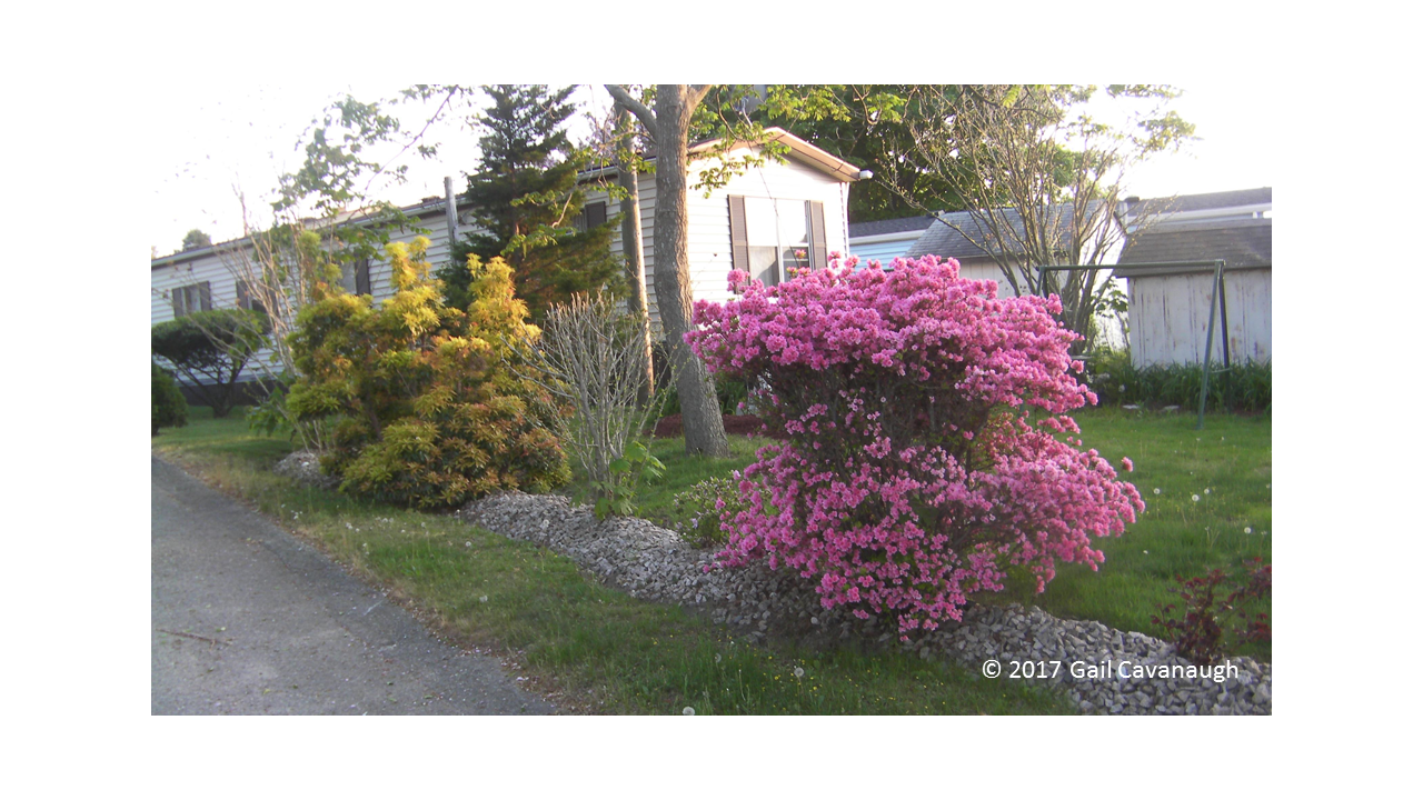 Azalea Bush Puzzle
