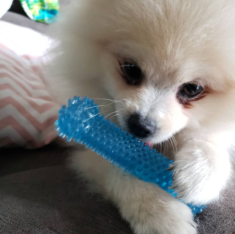 cachorro com brinquedo mordedor dental