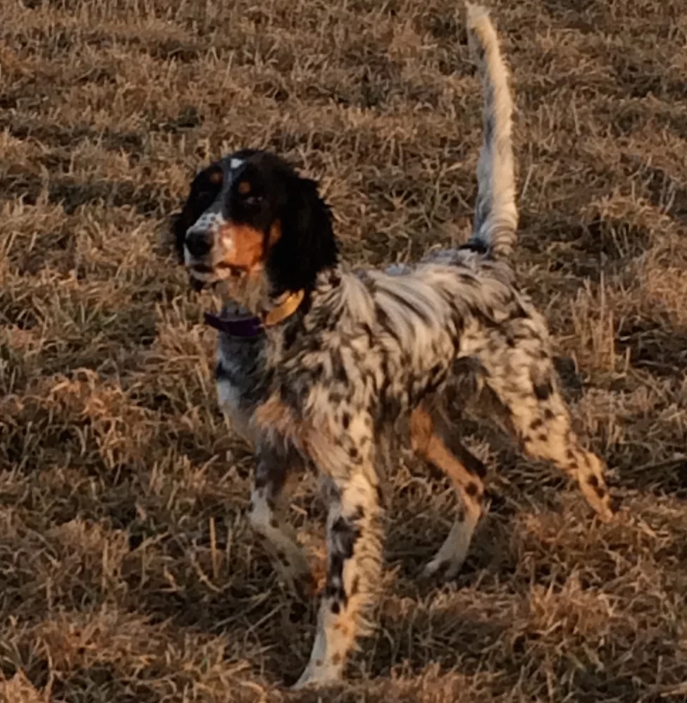 finished english setters for sale