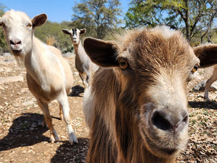 Goats, ranch, farm, dwarf goats.