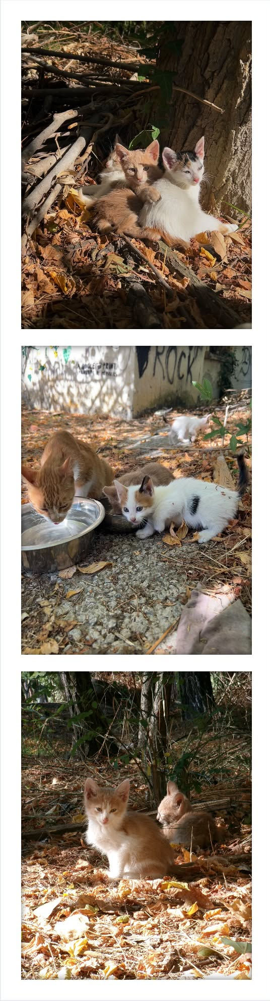 My first week of October and the straycats